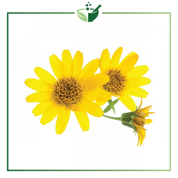 Arnica Oil-01-01_600x600